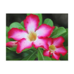 Desert Rose Postcard