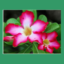 Desert Rose Postcard postcards