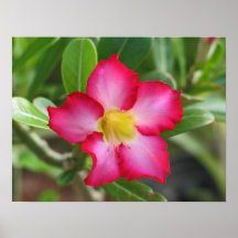 Desert Rose Poster