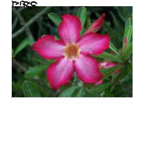 Desert Rose Shirts