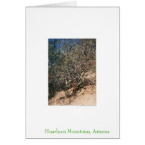 Desert Scene cards by Alegra Desert Scene cards