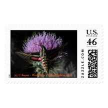Desert Sphinx Moth Postage Stamp