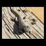 Desert Spiny Lizard postcards