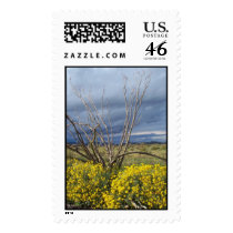 Desert Storm postage