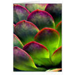 Desert Succulent in Bright Sun and Shade Greeting Cards