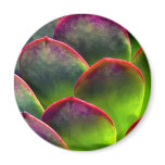 Desert Succulent in Bright Sun and Shade Magnet