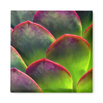 Desert Succulent in Bright Sun and Shade Fridge Magnets