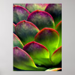 Desert Succulent in Bright Sun and Shade Poster