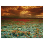 Desert sunset on a field of California poppies flyers