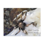 Desert Tarantula Post Card