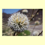 Desert Thistle Print posters