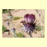 Desert Thistle Print posters