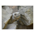 Desert Tortoise Close-Up posters