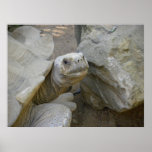Desert Tortoise Close-Up Posters