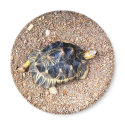 desert tortoise magnets