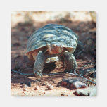 Desert Tortoise Magnet