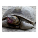 Desert Tortoise Post Cards