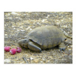 Desert Tortoise Postcard