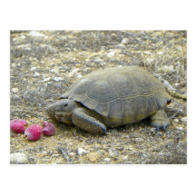 Desert Tortoise Postcard