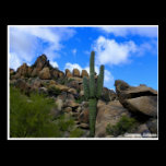 Desert Treasures postcards