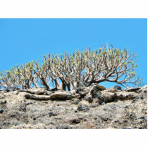 Desert Tree photo sculptures