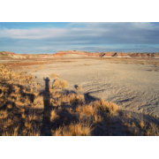 Desert Wave