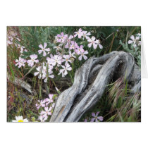 Desert  Wild Flowers (purple) cards