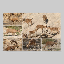 Desert Wild Goats Collage posters