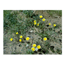 Desert Wildflowers flowers Post Cards