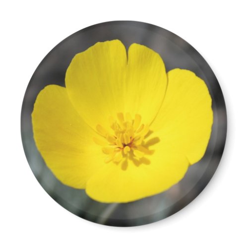 Desert Windflower Magnet magnet