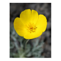 Desert Windflower Postcard