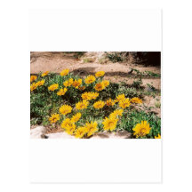 Desert Yellow Daisies Postcards