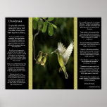 Desiderata Hummingbird Posters 2