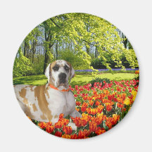 Designer Danes Are GREAT! Refrigerator Magnets