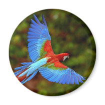 Designs by Rae Magnets