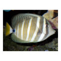 Desjardin’s sailfin tang (Zebrasoma desjardinii) posters