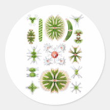 Desmids Stickers