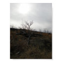 Desolation posters