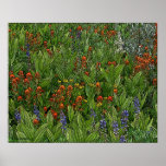 Desolation Wilderness Flowers poster
