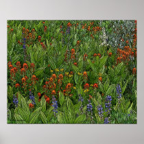 Desolation Wilderness Flowers poster