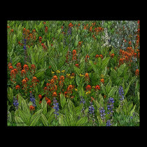 Desolation Wilderness Flowers poster posters