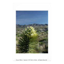 Dessert Bloom posters by KBooker Dessert Bloom posters