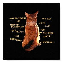 Destroy! Somali Cat Poster posters