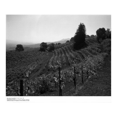 Detail, Draper Vineyards near St. Helena, 1966 Poster by ucrcmp