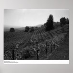 Detail, Draper Vineyards near St. Helena, 1966 Poster