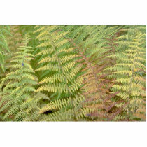 Detail of autumn ferns cut out