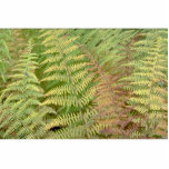 Detail of autumn ferns cut out