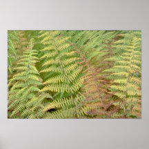Detail of autumn ferns posters