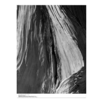 Detail of Bristlecone Pine Wood, 1964 posters