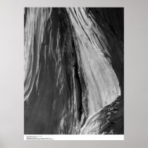 Detail of Bristlecone Pine Wood, 1964 Print